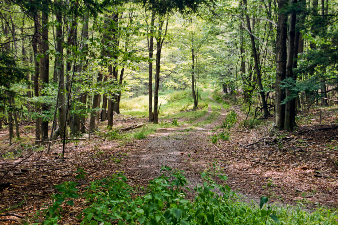 An inviting hiking trail at Lacawac Sanctuary