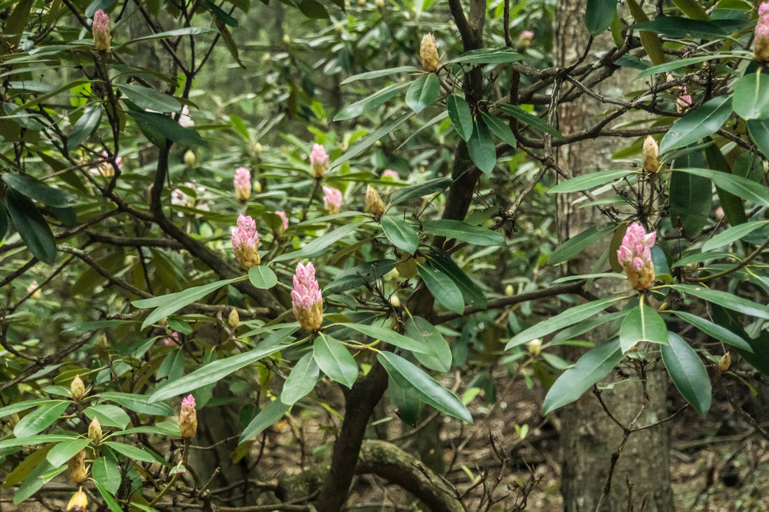 Mountain laurel in bloom