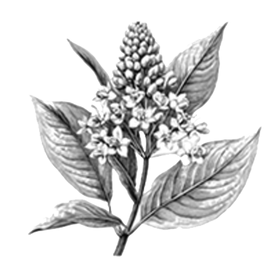 Milkweed