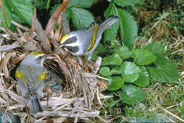 Two golden winged warblers feeding hatchlings in nest