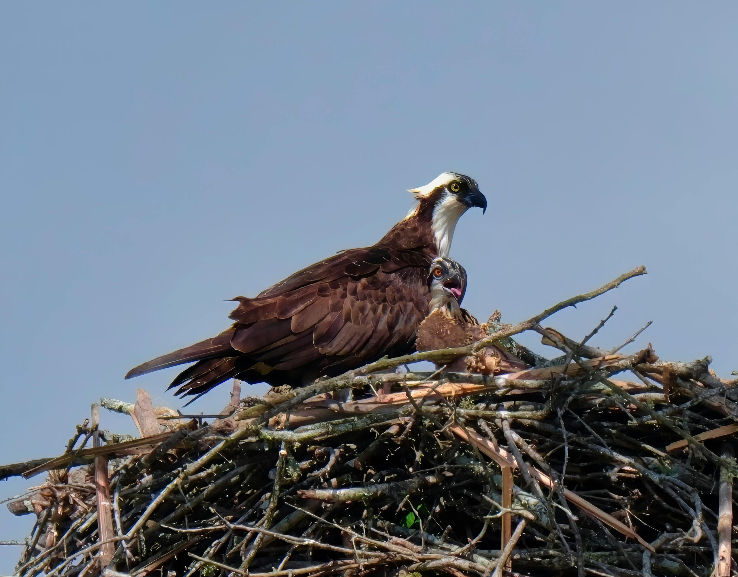 Two ospreys sitting in nest with blue sky background