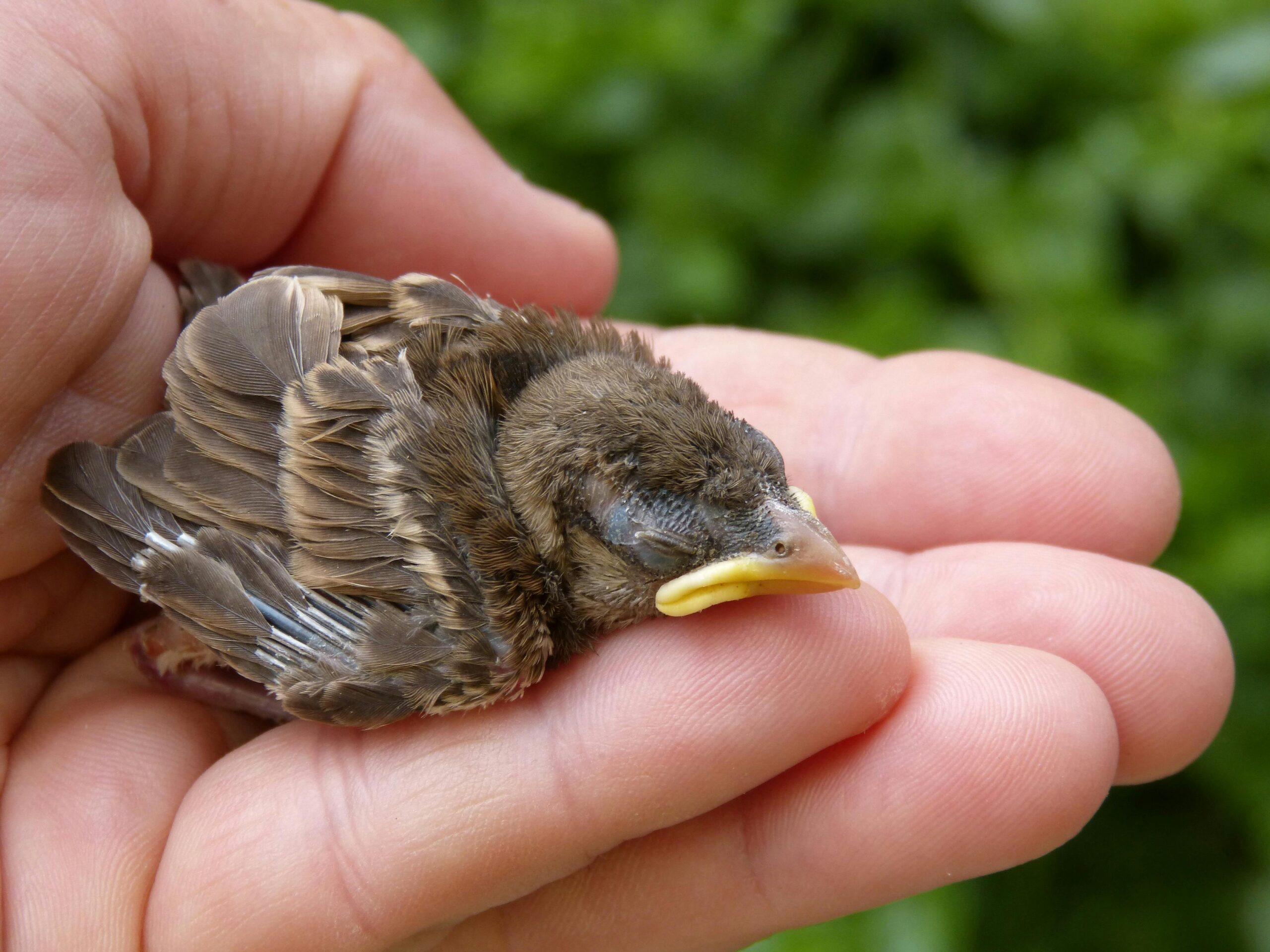 Baby bird being carefully held in a hand