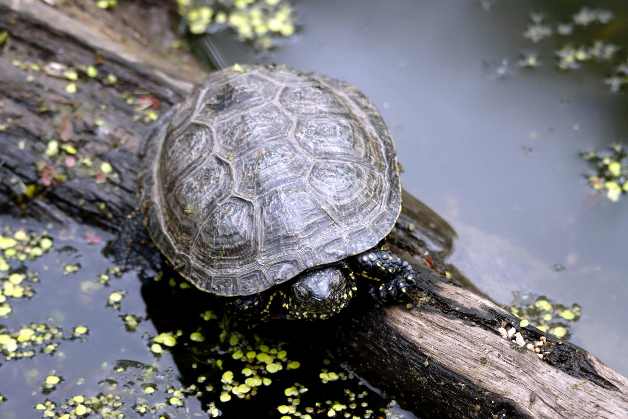 Wood turtle sitting on log above water.