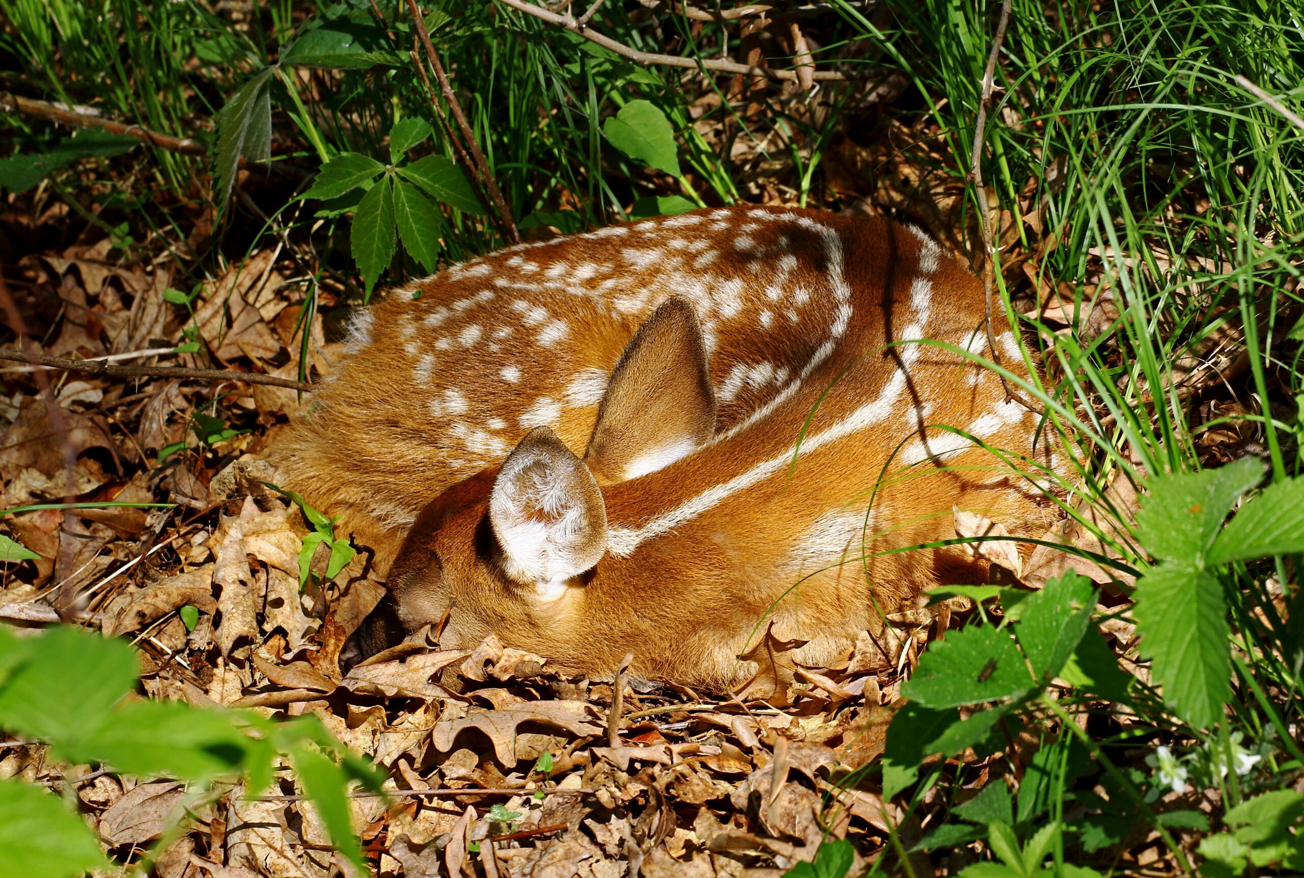 Whitetail fawn curled up resting in leaves