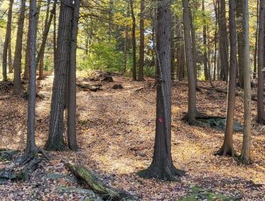 Gentle trail weaving through trees at Partner Ridge