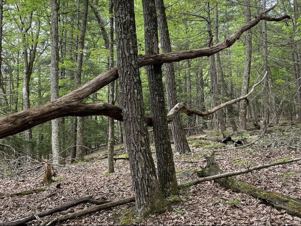 Fallen down tree alongside Black Bear trail