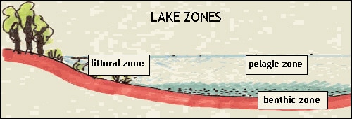 Cross section illustration of lakes zones, showing littoral, pelagic, and benthic zones
