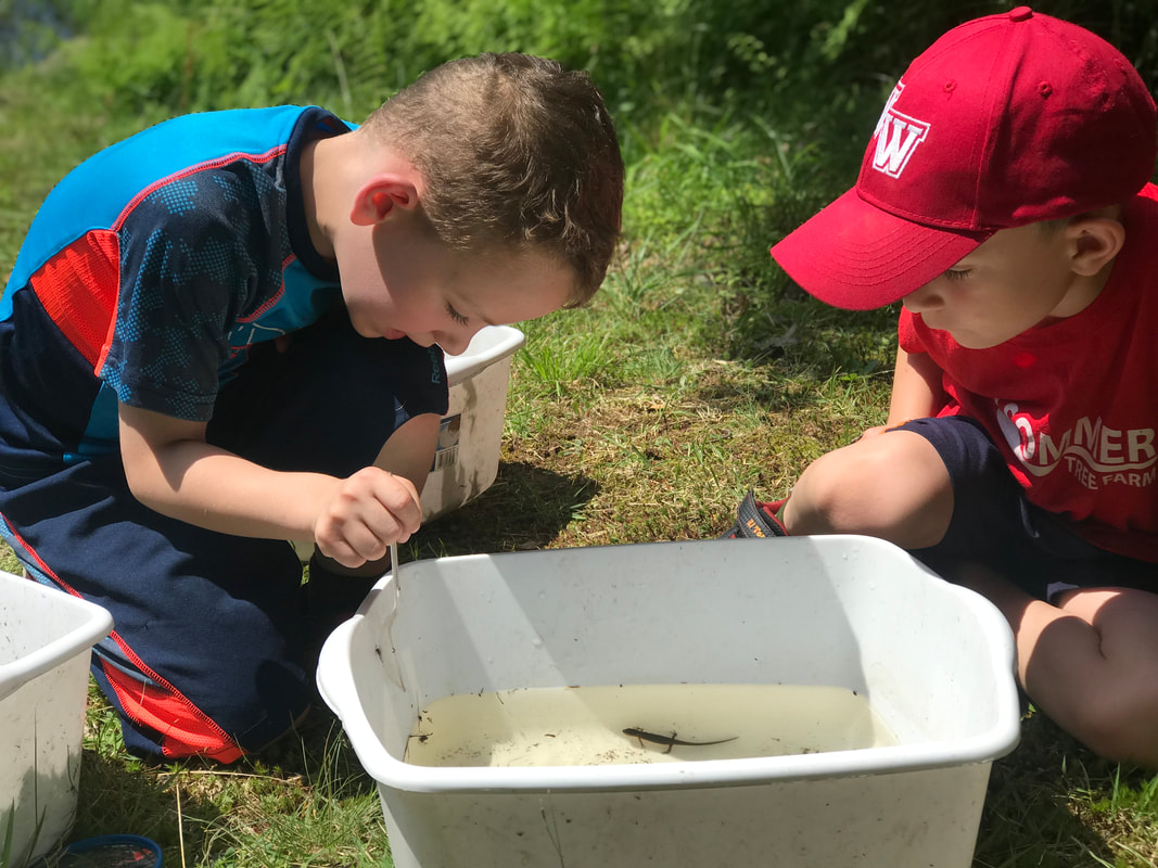 2 boys looking into a bin filled with water and salamanders