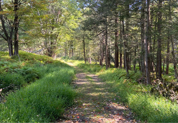 Lacawac-Annual-Fund-01 Trail through the woods with grass on both sides