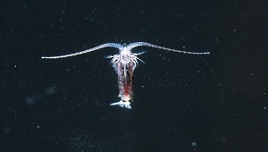 Copepod, a type of zooplankton.