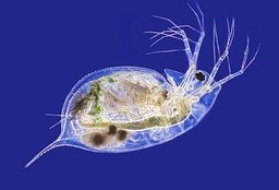 Daphnia, a type of zooplankton.