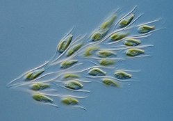 Dinobryon, a type of phytoplankton.