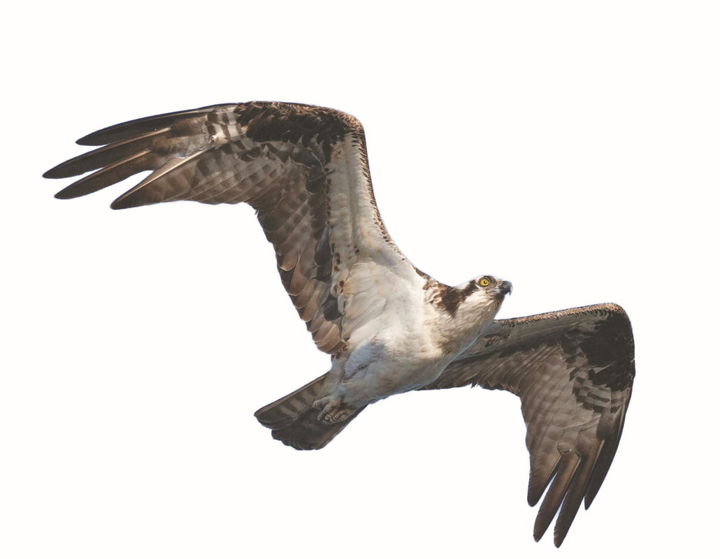 Benefactor Membership Osprey