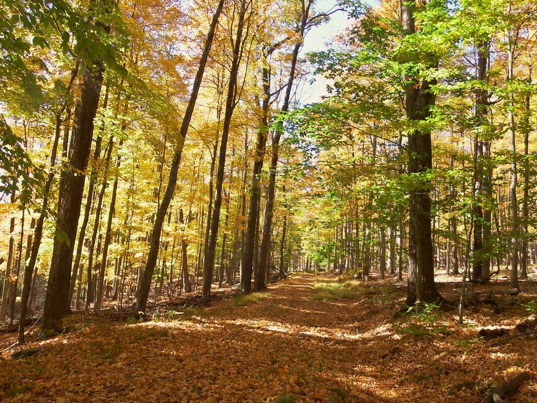 Serene wooded trail in the Autumn