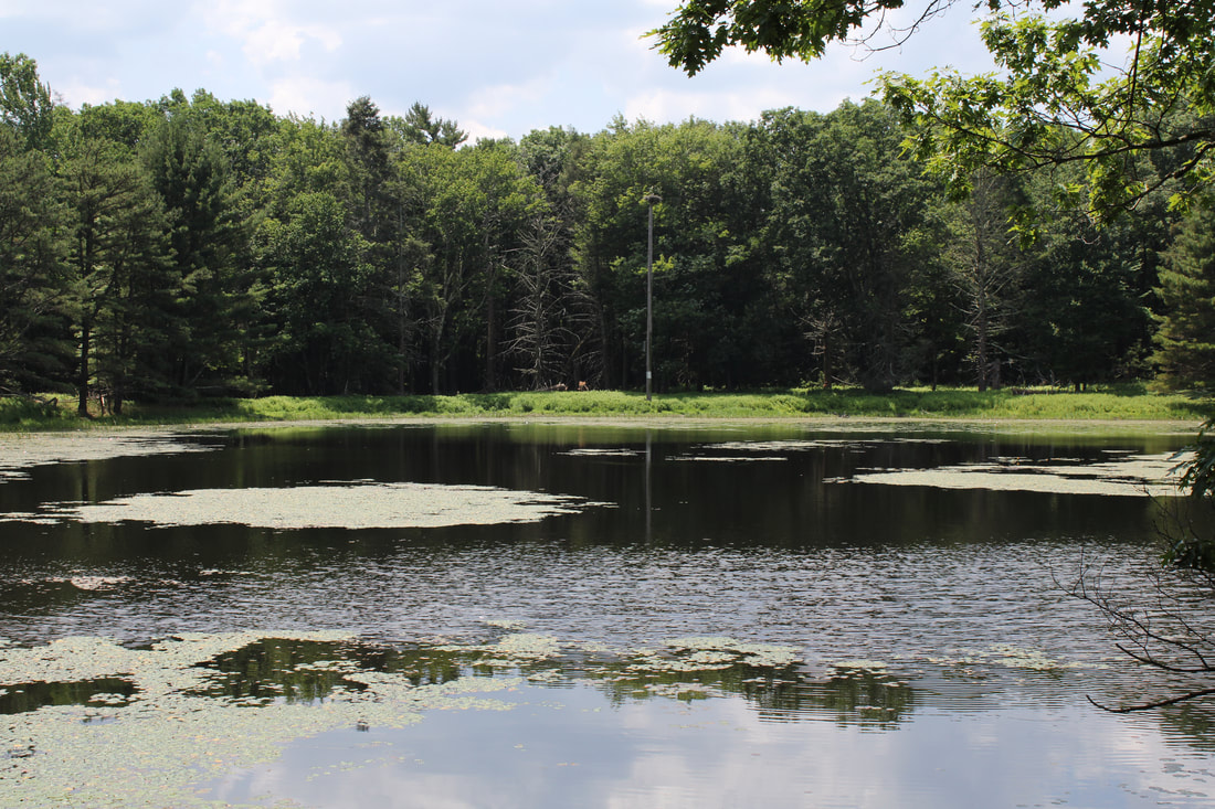 img-2704_orig View of a small lake surrounded by trees