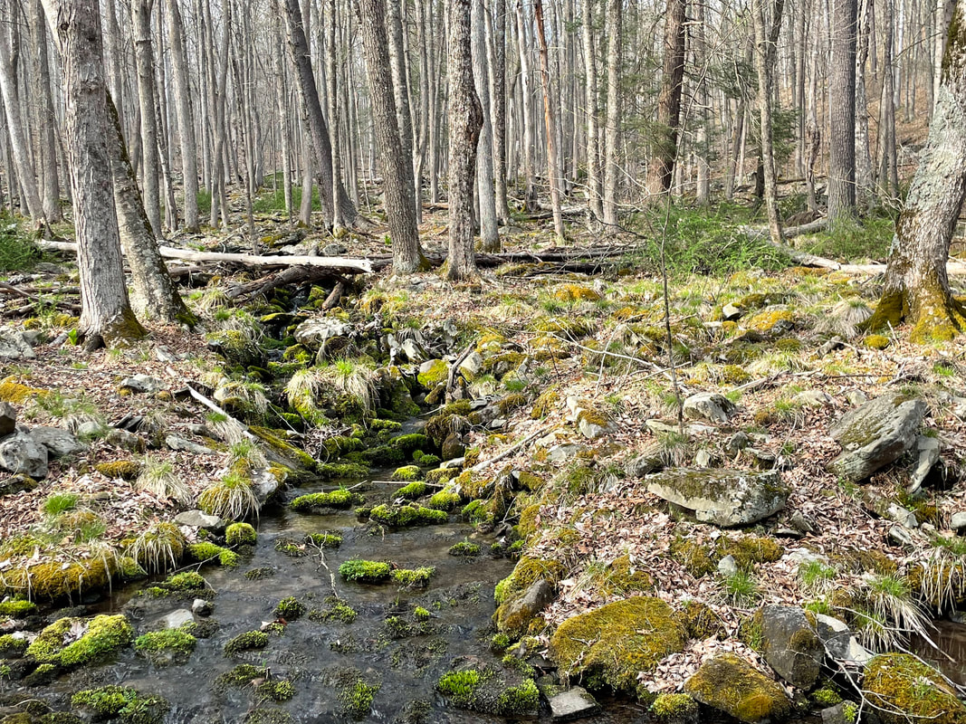 Peterson Nature Preserve - Image 03