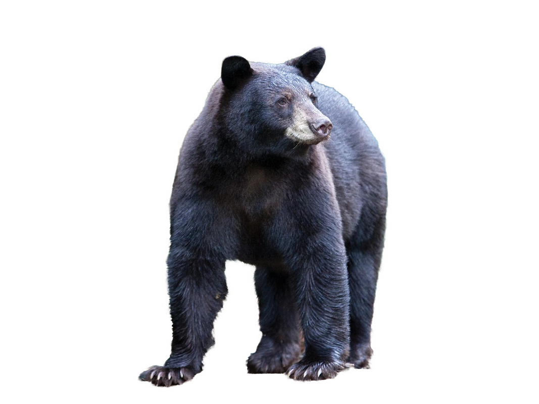 Patron Membership Black bear