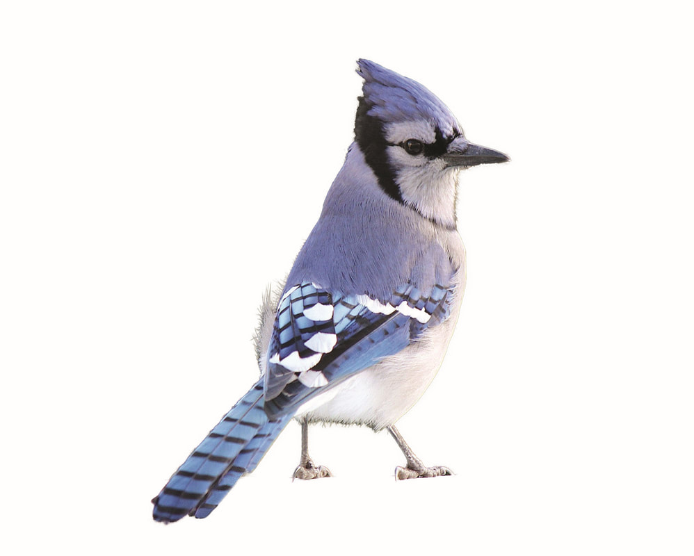 Caretaker-Family Plus Membership Bluejay