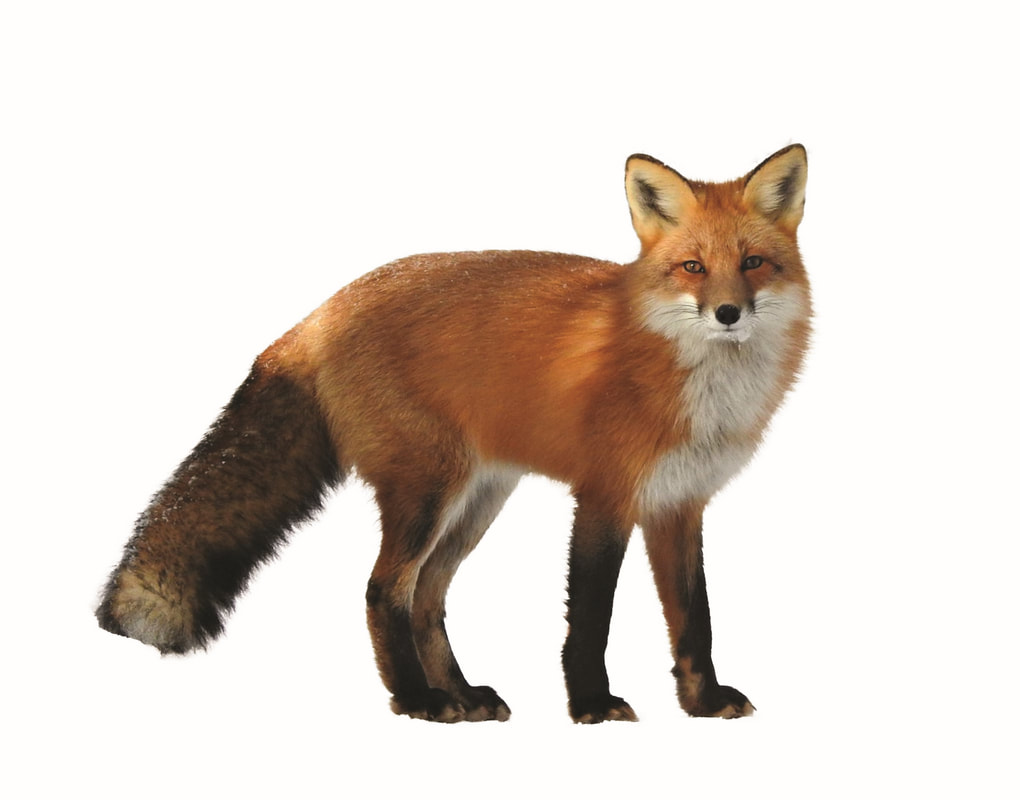 Guardian Membership Red fox