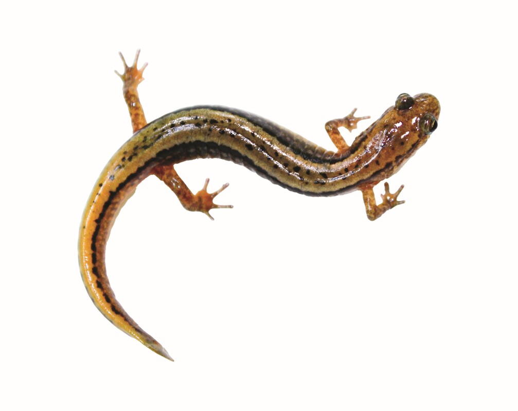 Family Membership salamander
