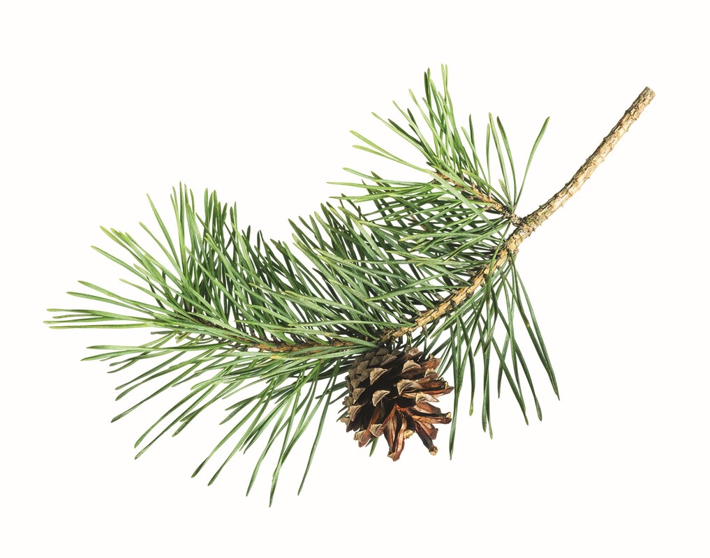 Individual Membership White pine branch with pinecone.
