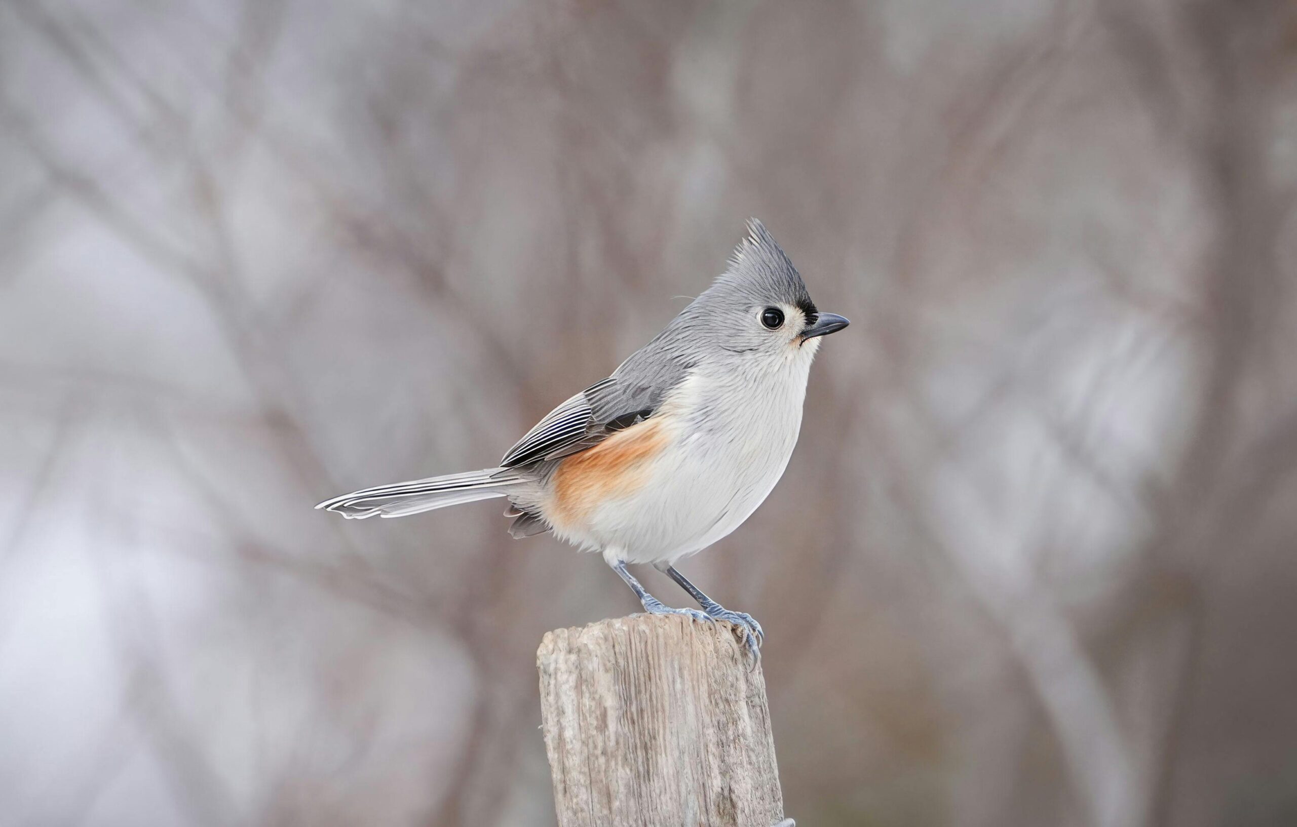 Tufted titmouse bird standing on wooden post in wintertime