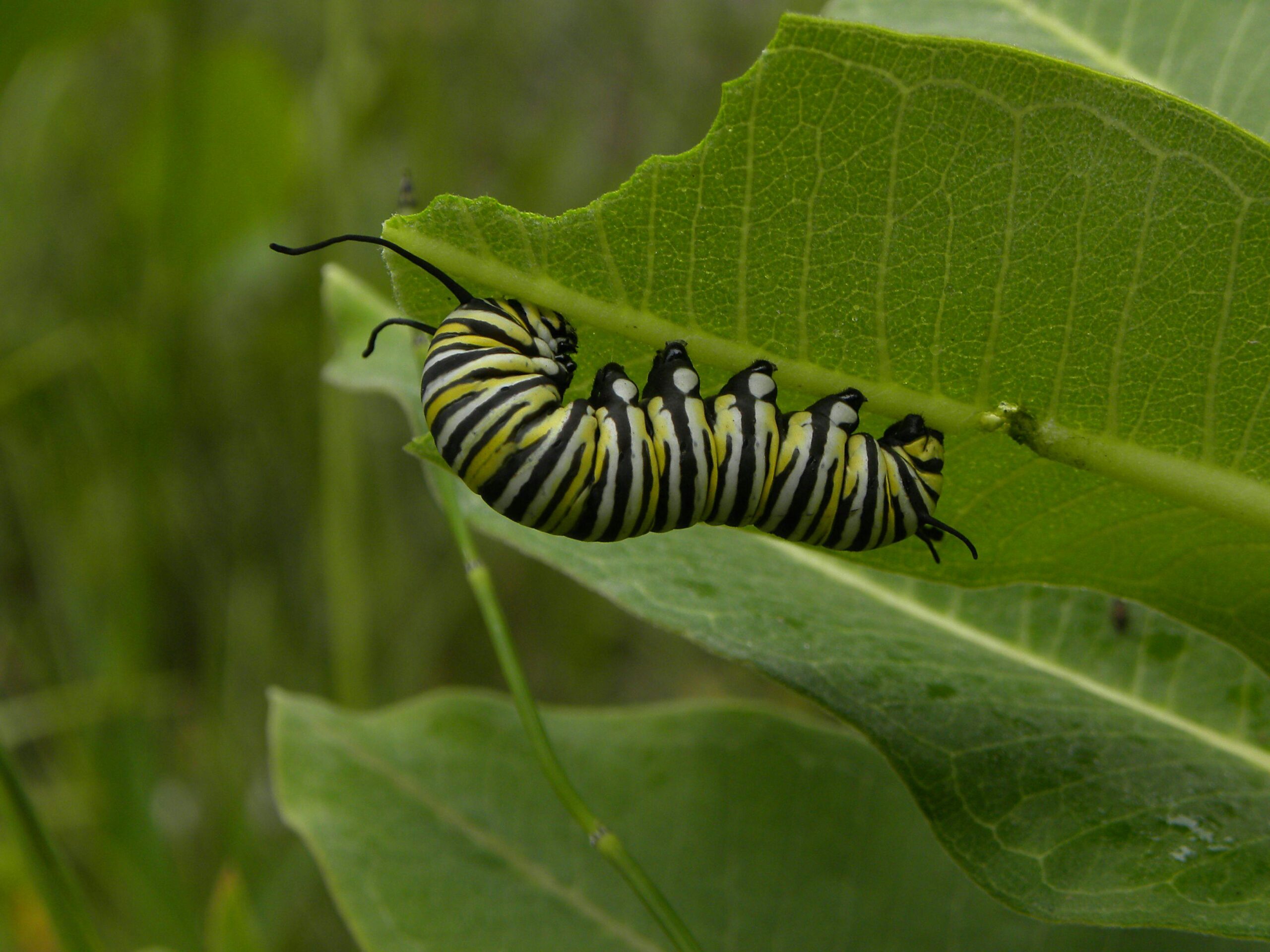 Monarch caterpillar eating a milkweed leaf