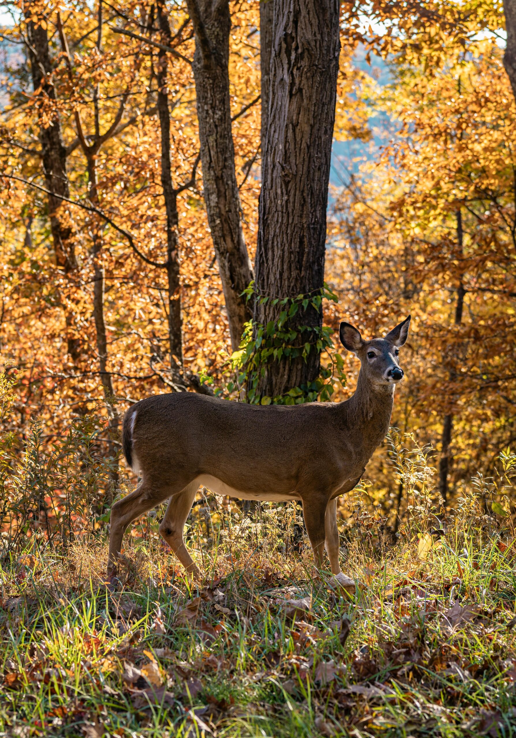 Whitetail deer standing in a wooded area in the fall.