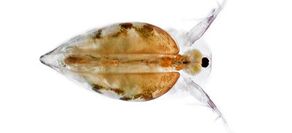 zooplankton_2