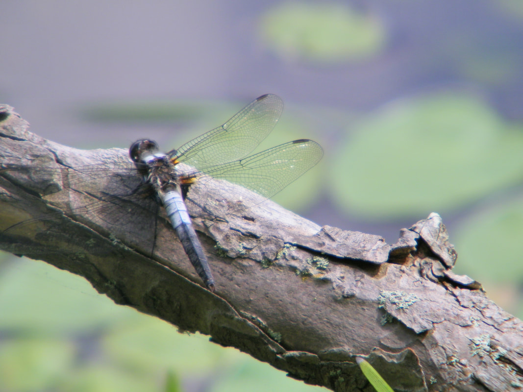 dragonfly resting on a branch