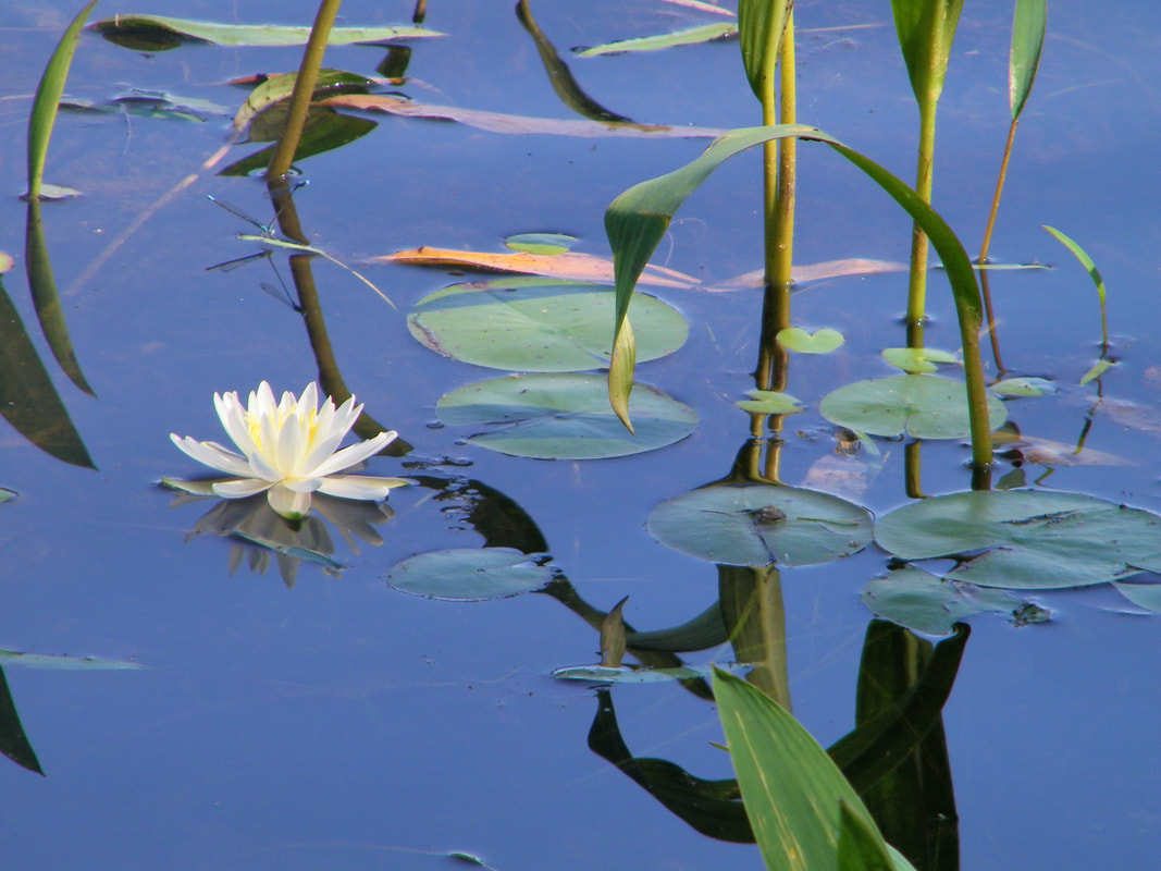lilypads on surface of lake