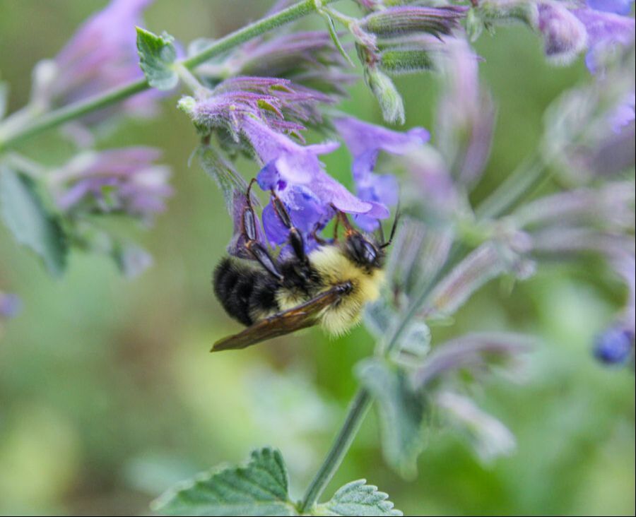 A bee busy at work in the Native Plant Garden