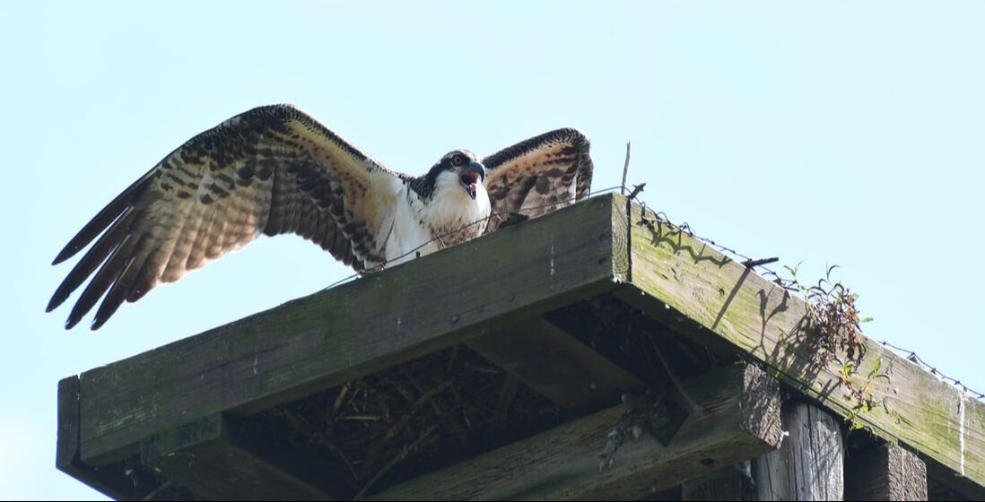 Osprey sitting on nest