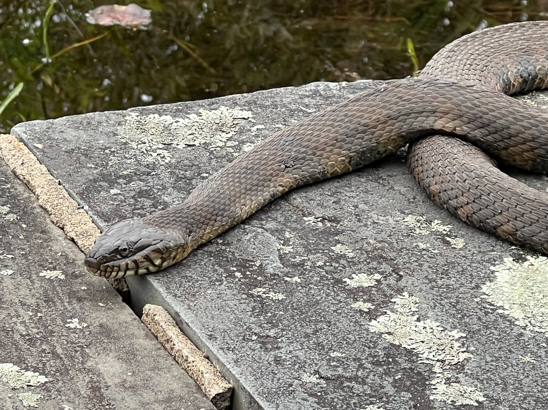 black rat snake