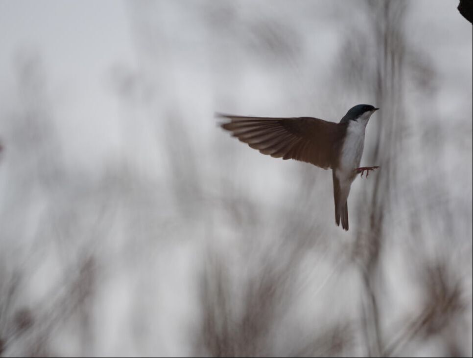 Photo by C. Bradley Jacobs, 2024 1st Place Winner