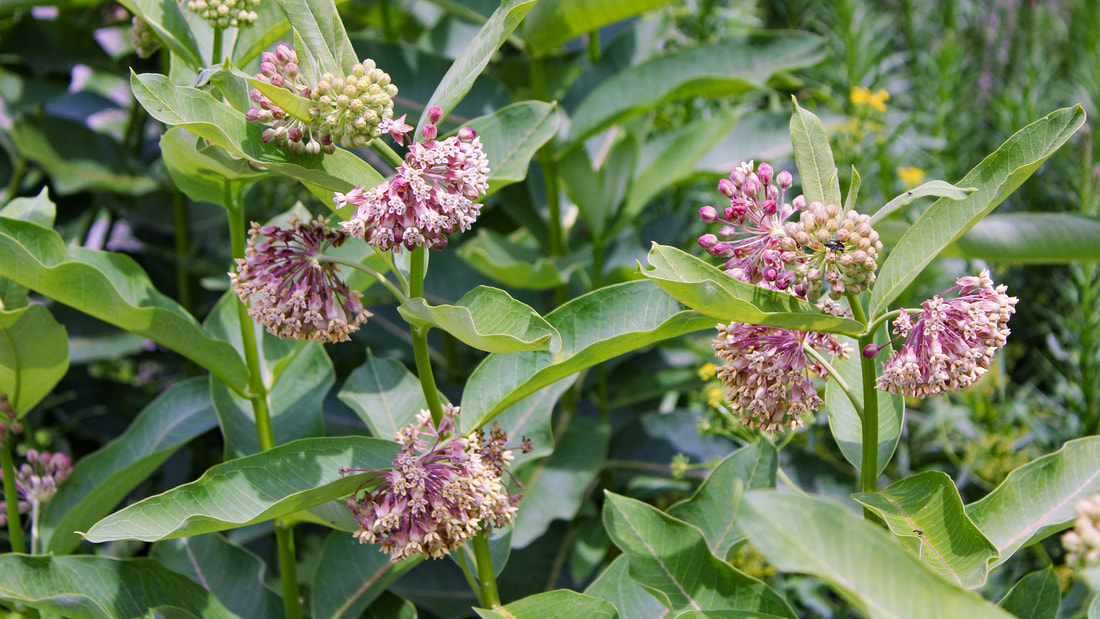 native-plants_orig