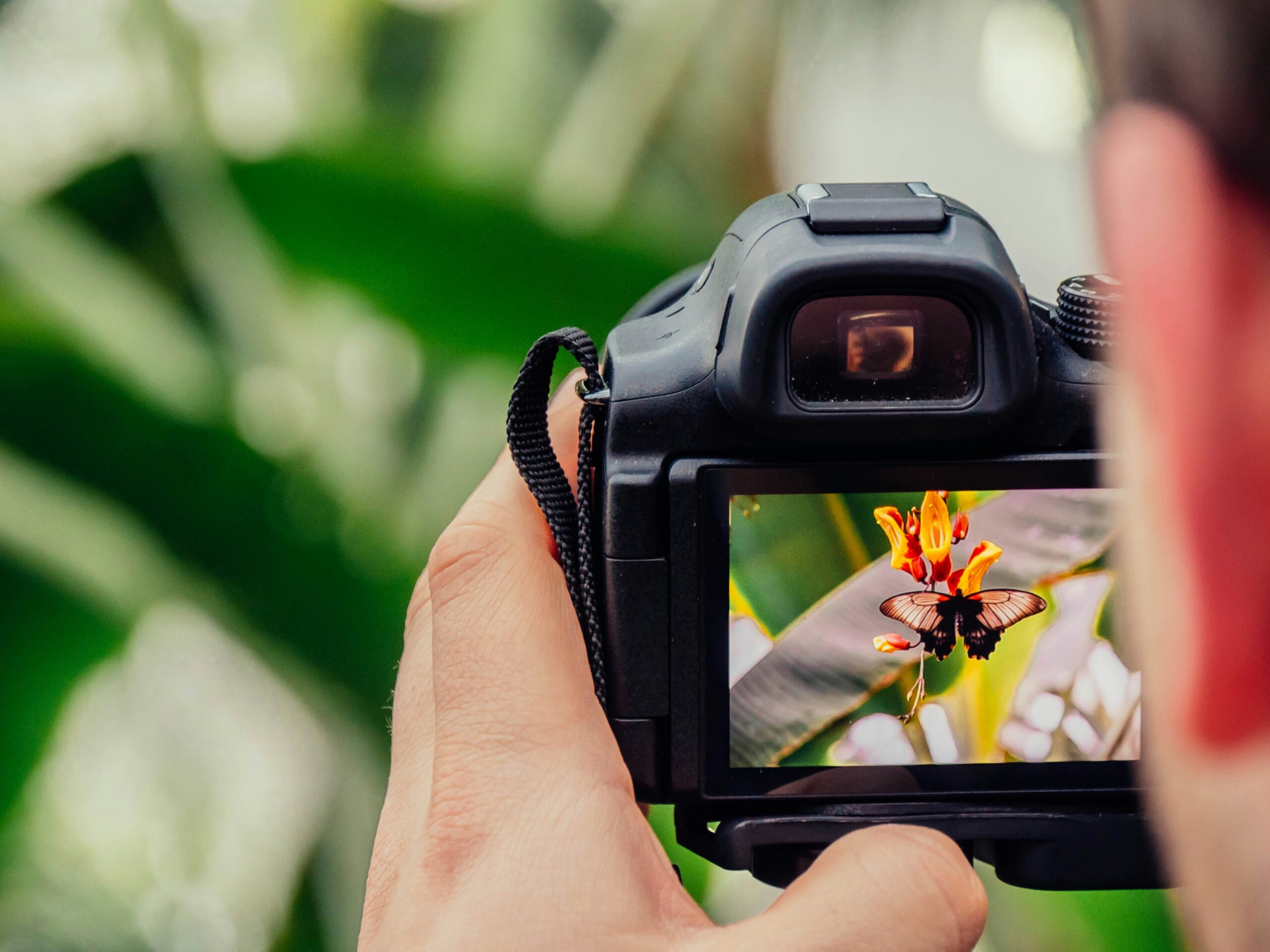 Nature Photography (Unsplash)