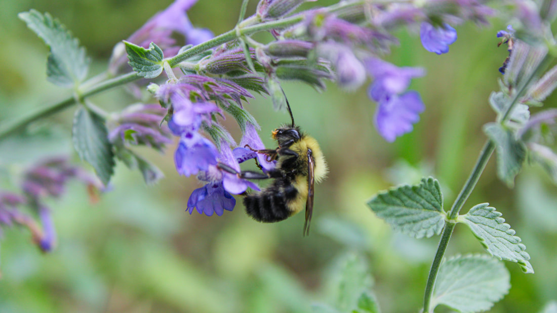 pollinator-power_orig