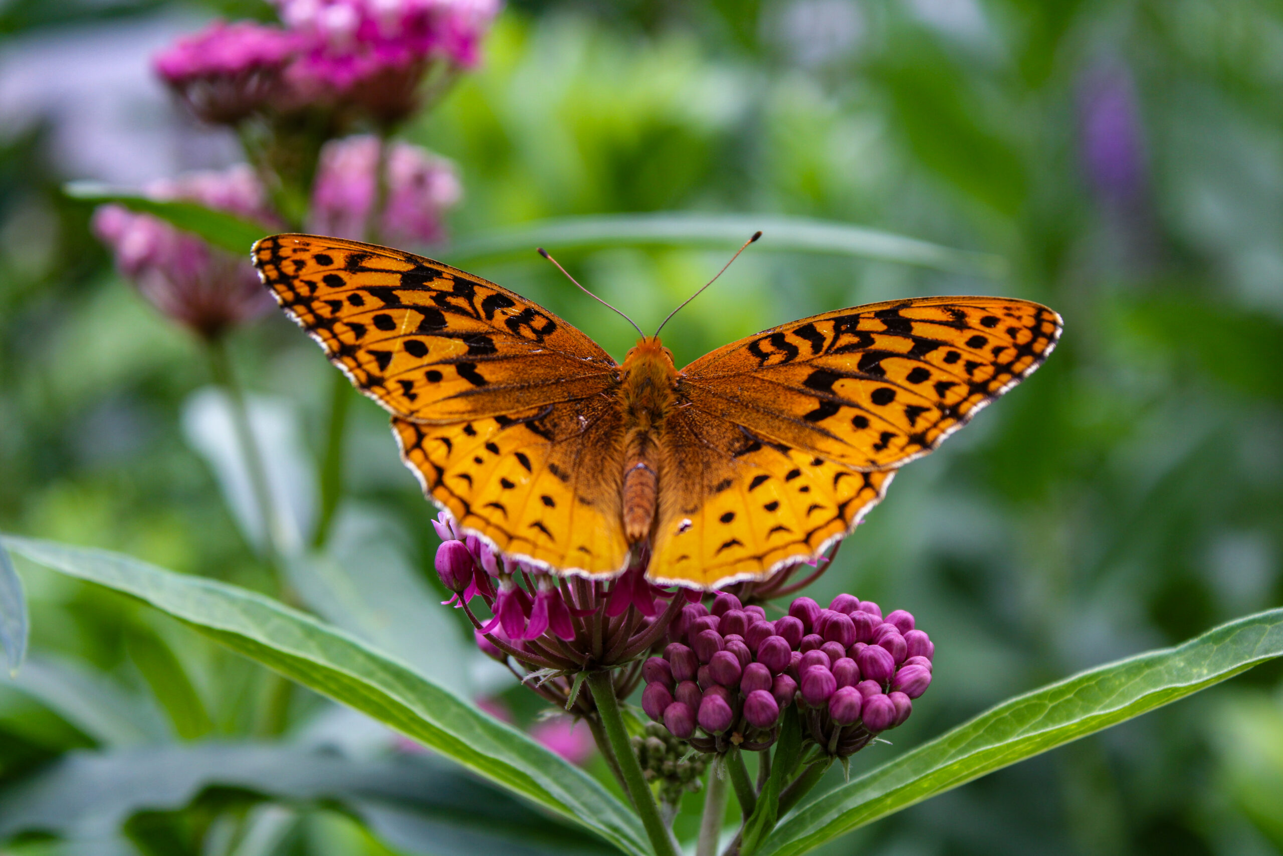(2024) Great Spangled Fritillary (pc Allison McDermott) 2