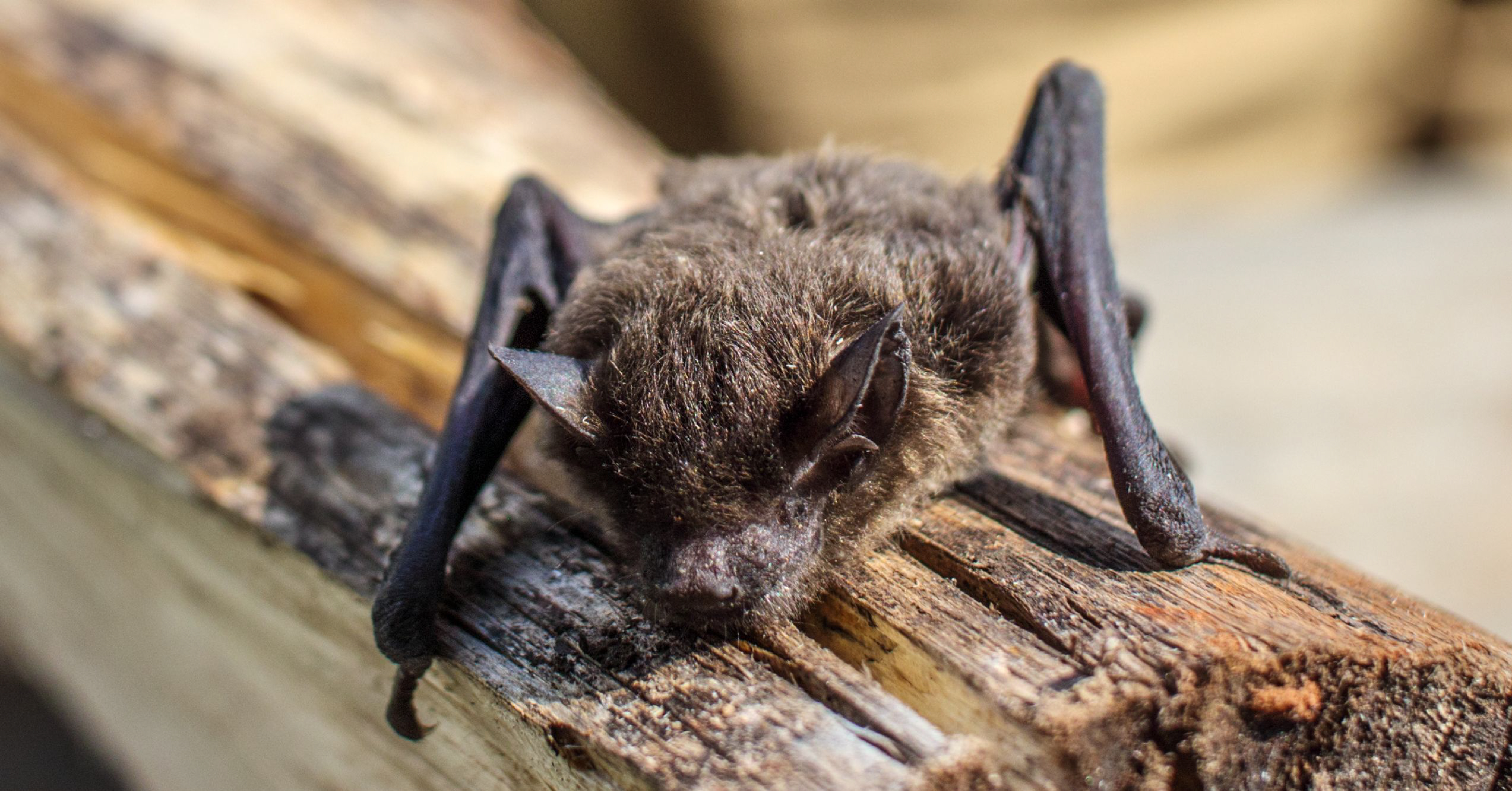 Bats Count! Learning About the Appalachian Bat Count (Pexels)