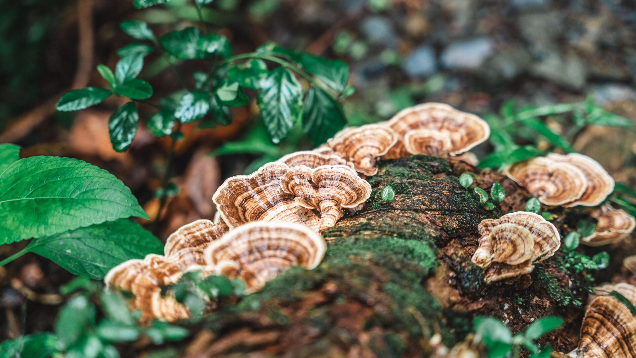 Mushroom Walk (Pexels)